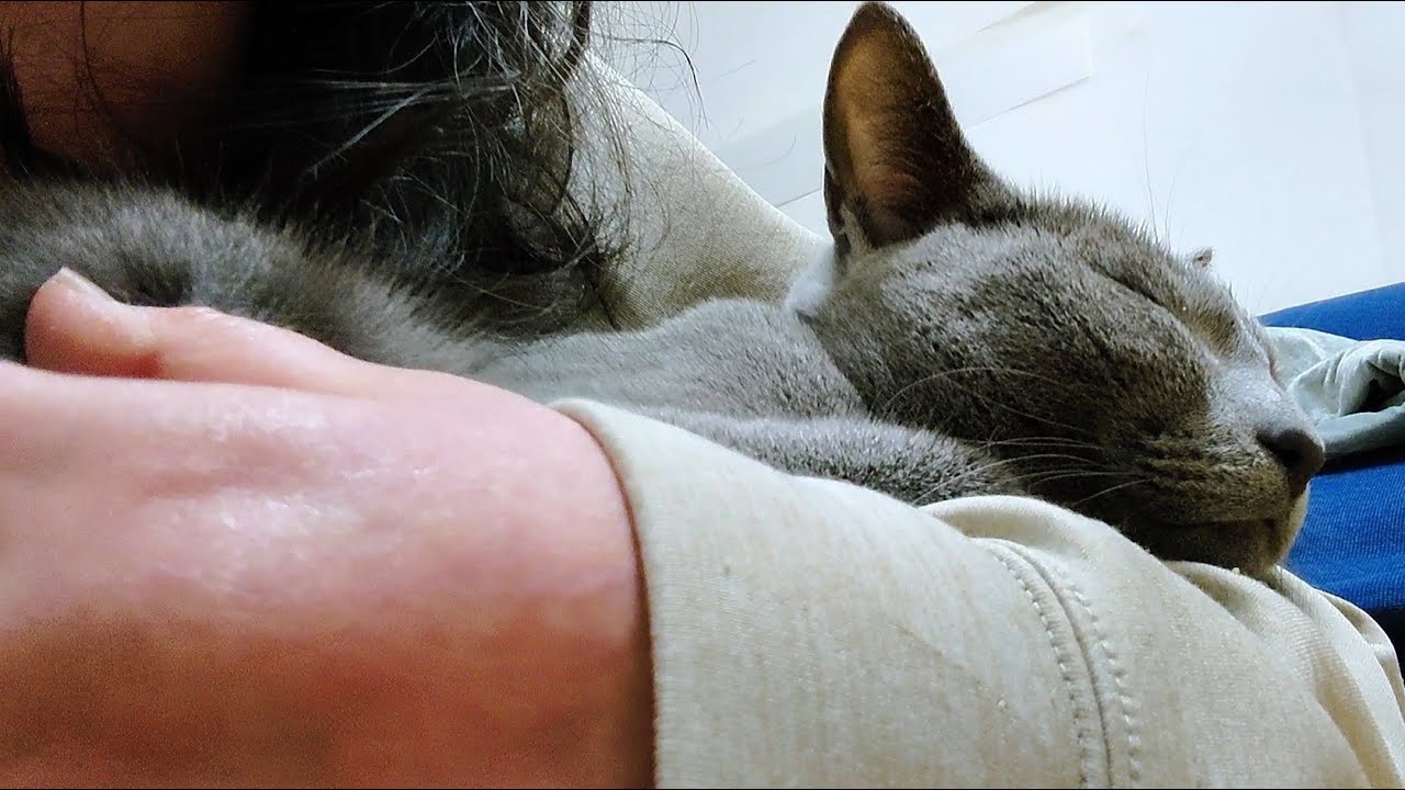 【猫動画】嫁の私が我が家のロシアンブルーと一緒に寝落ちする理由【russianbule】The reason why I fall asleep with my Russian Blue