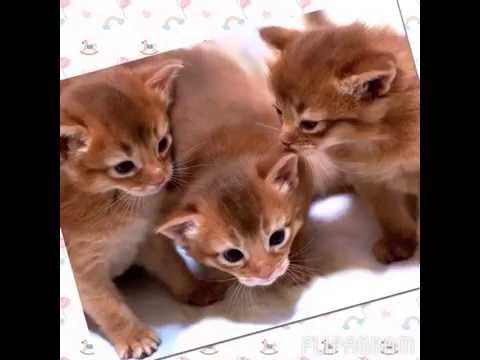 Happy Birthday Luna! (ソマリ)