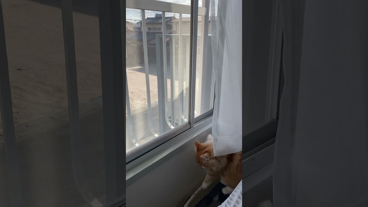 【人みたいな子猫と過ごす朝part.1】#shorts#short#子猫#土曜日#朝