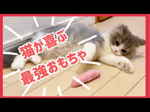 【スコティッシュフォールド】猫に新しいおもちゃをあげたら大興奮スイッチが入りました。【生後４ヶ月】