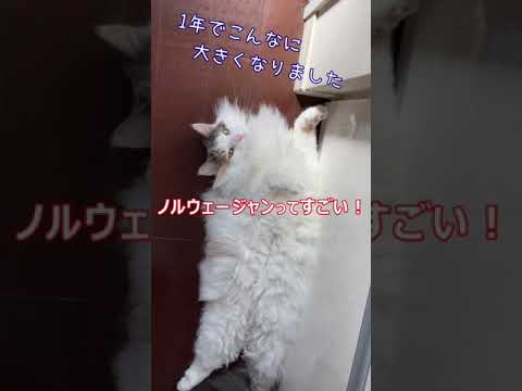 【ノルウェージャンフォレストキャット】１年間での変化