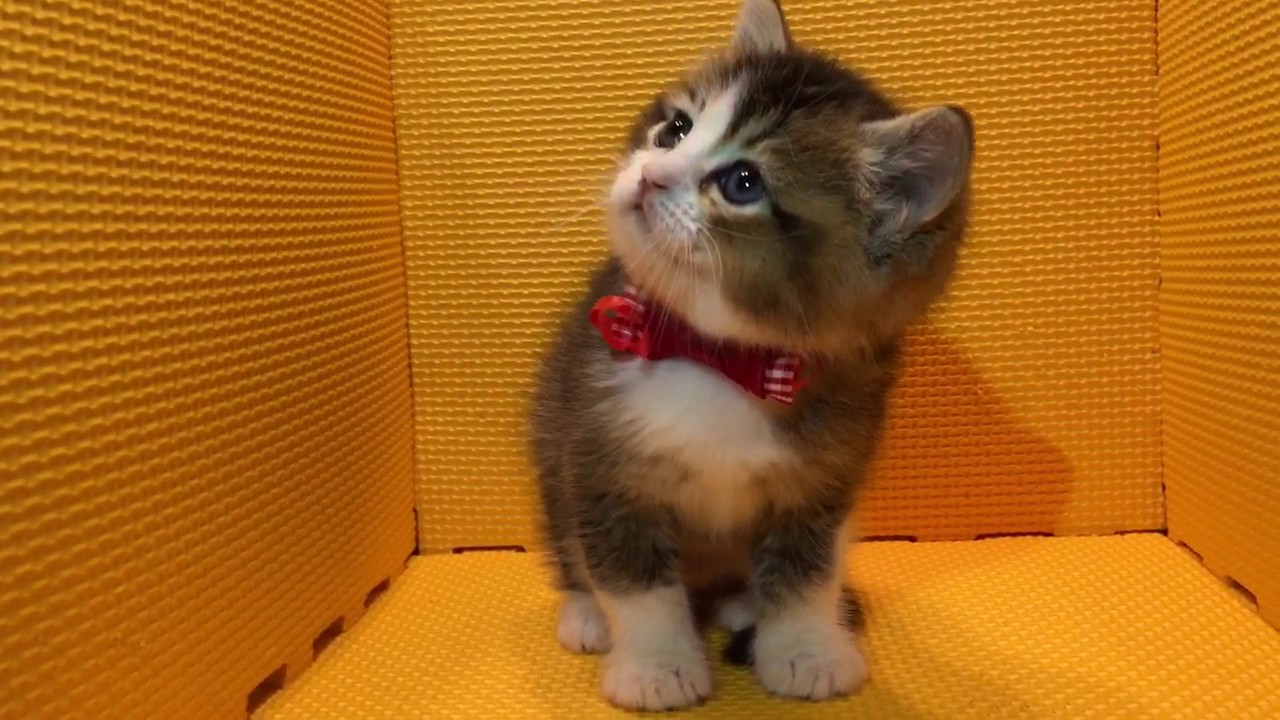 2017.2.17アメリカンカール男の子