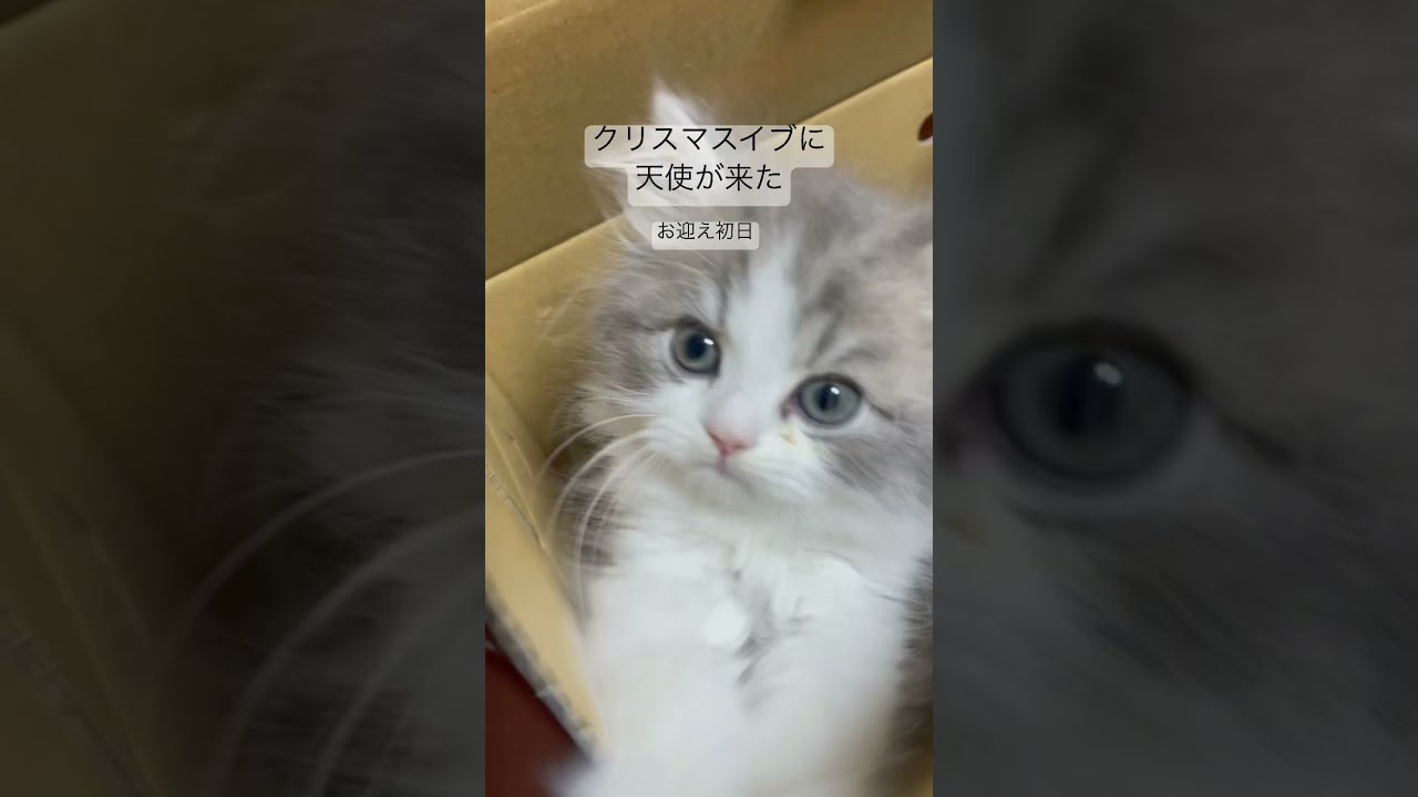 【ラガマフィン】クリスマスに生後2ヶ月の天使みたいな仔猫がやってきた