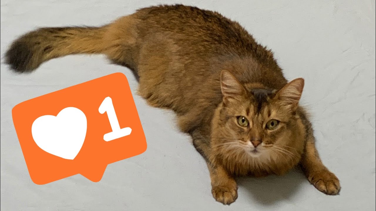 【アメショとソマリ】派手な色が怖い猫と全然平気な猫 #shorts