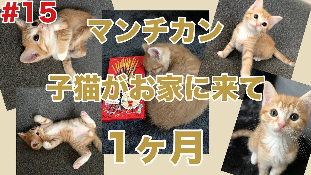 #15 [成長記録][紹介]足長マンチカンの子猫がお家に来て1ヶ月 〜あらためてぽっきーの紹介〜0歳(生後80日)〜