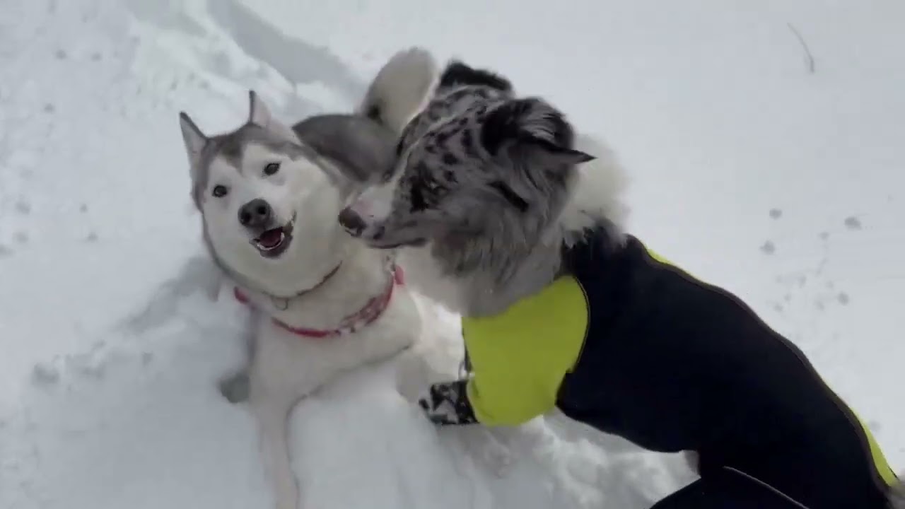 230105スノーシュー