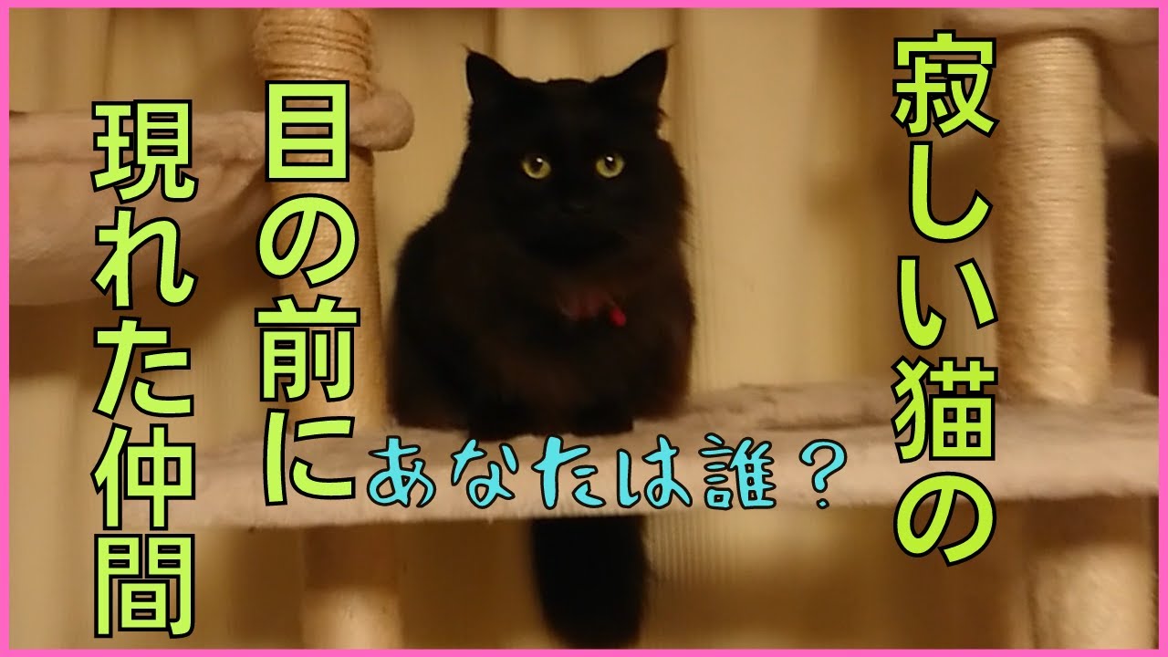 子猫の頃に保護されてから仲間が居なくて寂しい猫と、一緒に優しく遊んでくれている猫の正体とは！？