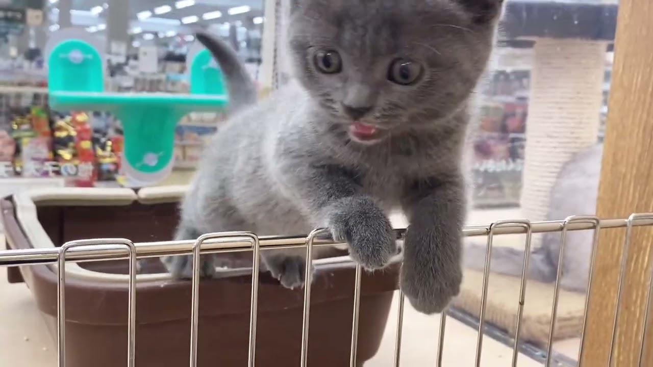 【ブリティッシュショートヘア】美しくも丸っこいブルーキャット
