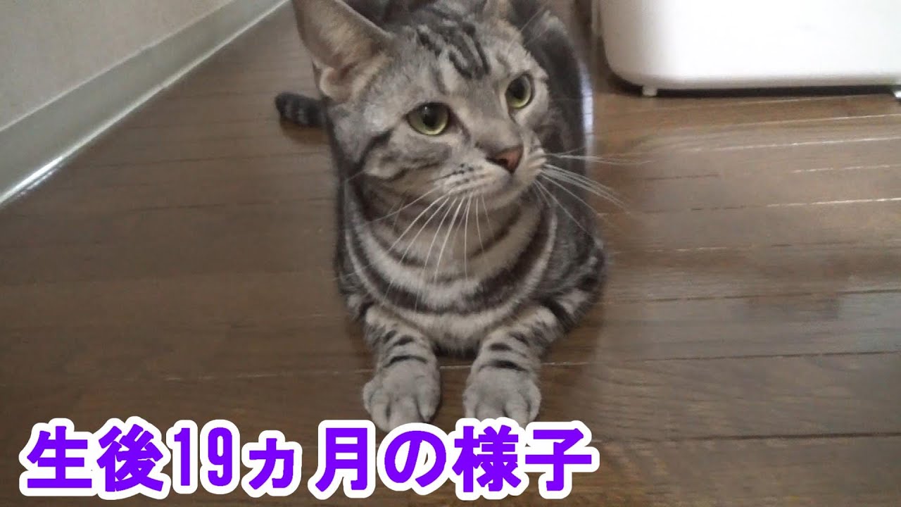生後19ヵ月の様子（アメリカンショートヘア）