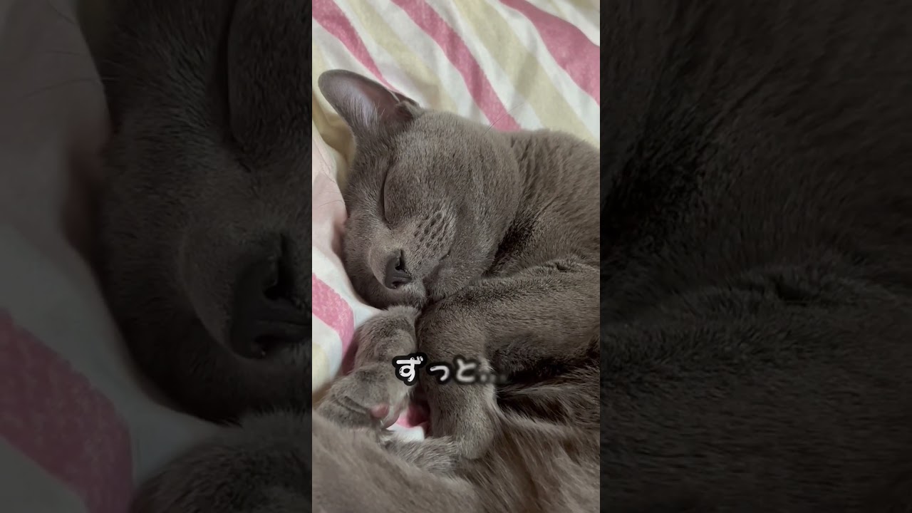 【ロシアンブルー】昨晩熟睡しているめろんです😌【猫】#shorts