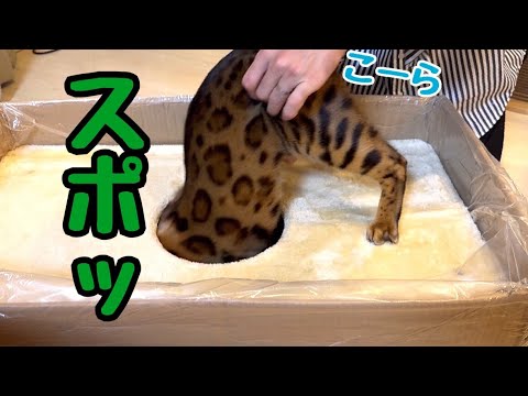 猫って入っちゃいけないとこに入る生き物です