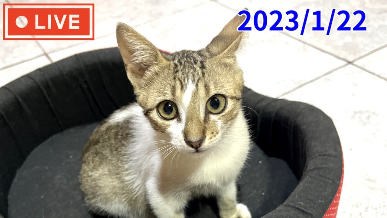 【LIVE】保護した子猫のミルクタイムを生配信-Live delivery of rescued kitten milk time-