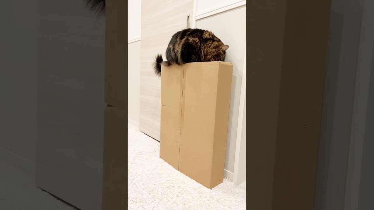 乗りたそうだったので...【マンチカンのアーサー】 #Shorts