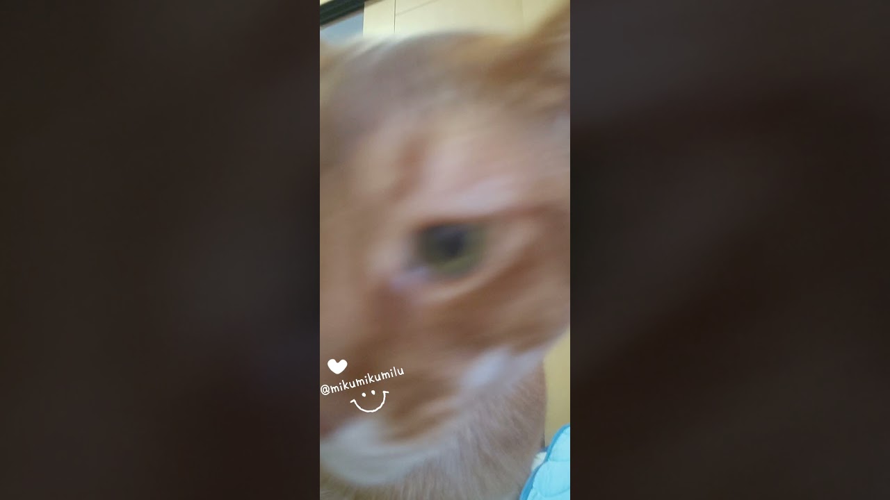 我が家の猫・アビシニアン・あびちゃん😻　#cat #Abyssinian　#Shorts　2107