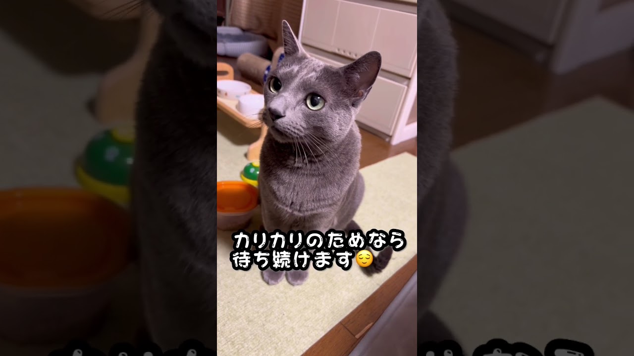 【ロシアンブルー】めろん、待ち続けます😌【猫】#shorts