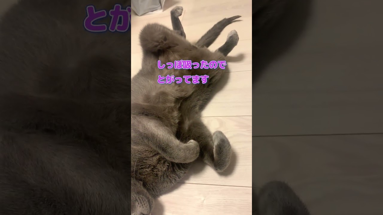 しっぽ吸って寝る猫 #shorts