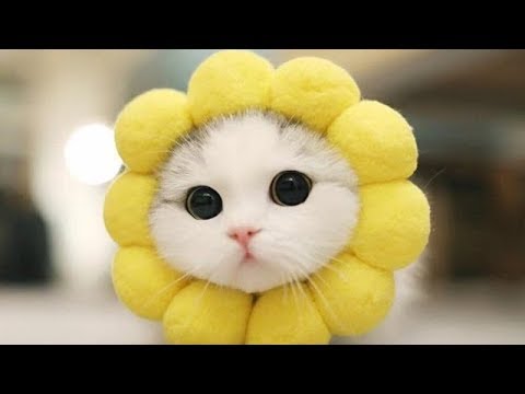 「猫かわいい」 すごくかわいい子猫 - 最も面白い猫の映画2017 #110