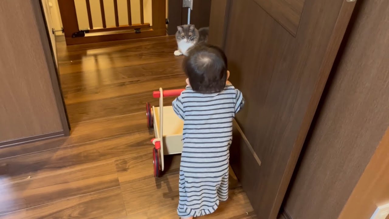 ついに一人で歩いた赤ちゃんから轢かれそうになる猫　ノルウェージャンフォレストキャット　A cat about to be run over by a baby
