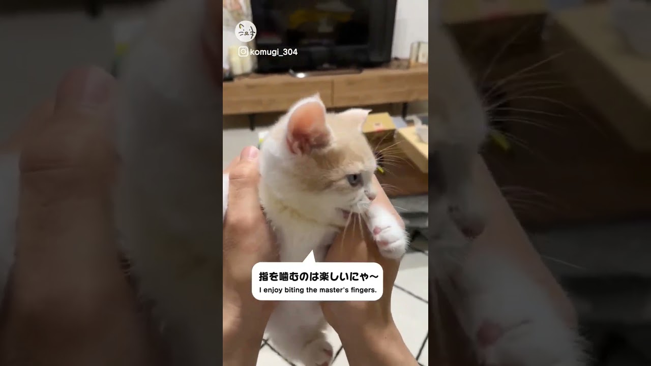 可愛い振りして突然...？！マンチカン子猫「こむぎくん」Sudden change🐈 #猫王国 #マンチカン子猫 #ねこ好き #catlovers