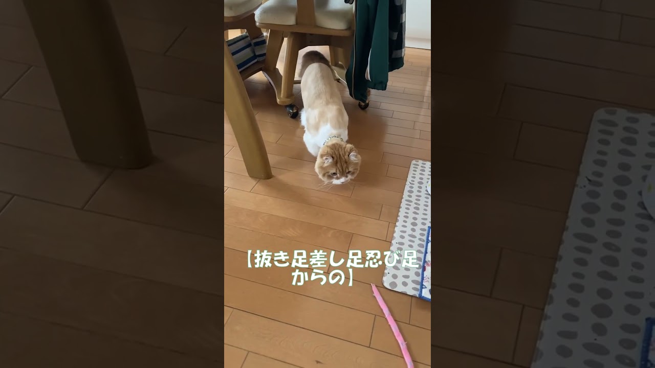 抜き足差し足忍び足からの #shorts  #猫 #アメリカンカール #cat