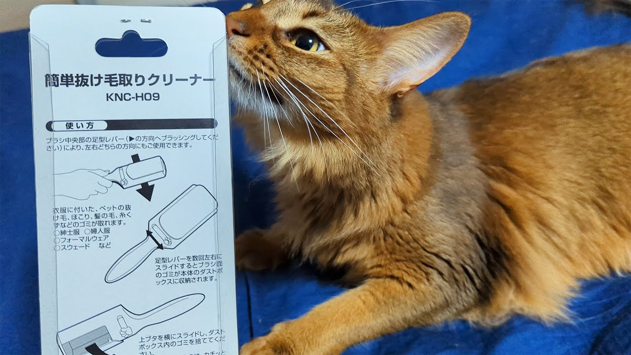 【340日目】抜け毛取りクリーナー #ソマリ #cat