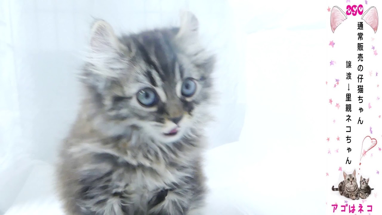 アメリカンカール　アゴはネコ