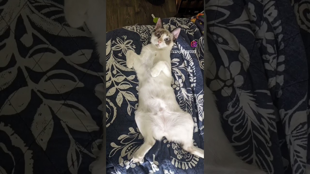 Poki Poses - #manxcat #catshort #PokiPoses