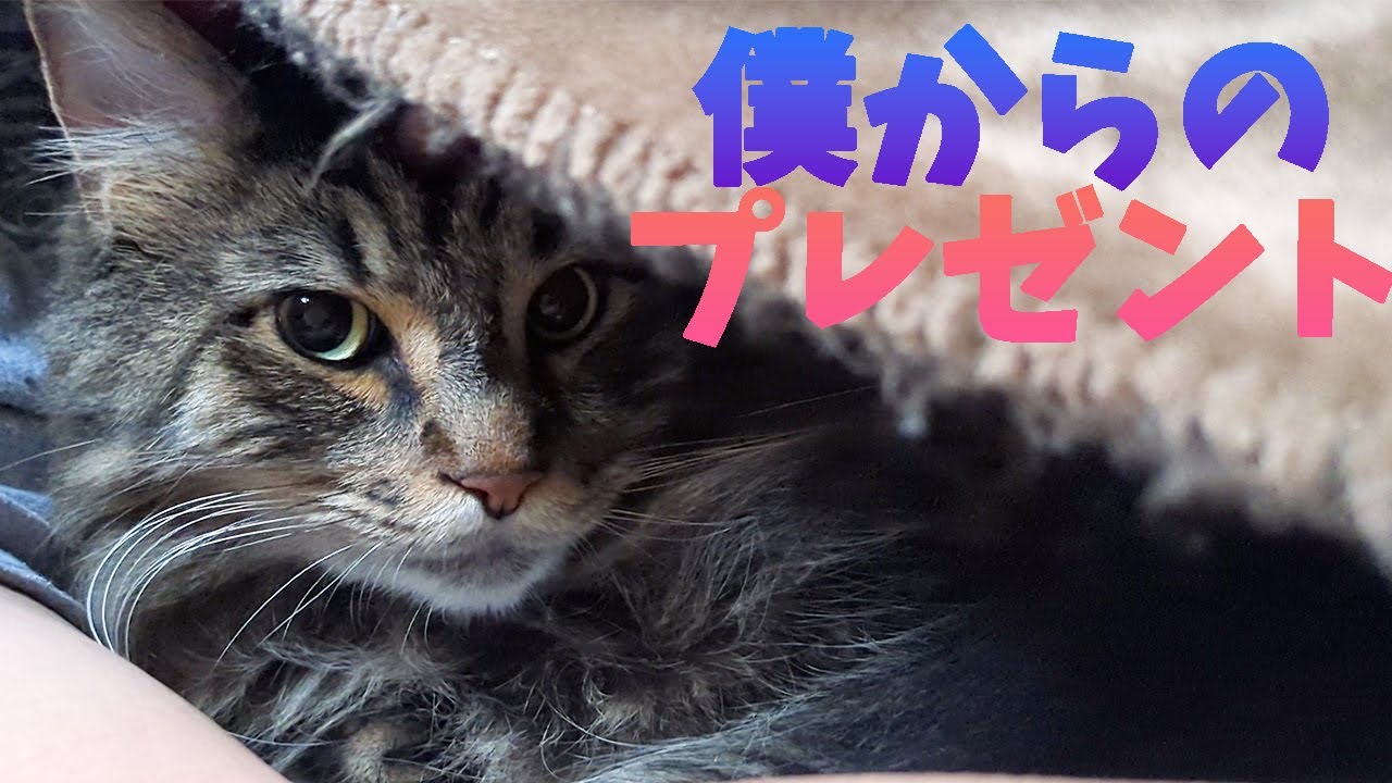 メインクーンの飼い主への愛が刺さった話。布団に入ってきて飼い主の腕に顔をうずめて気持ちよさそうな姿に癒されます。