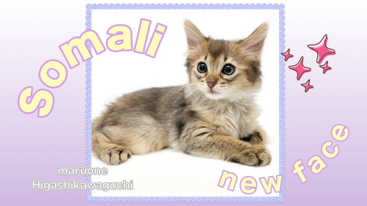 【2023.01.24撮影】ソマリ　大人気のソマリくんがやってきた！