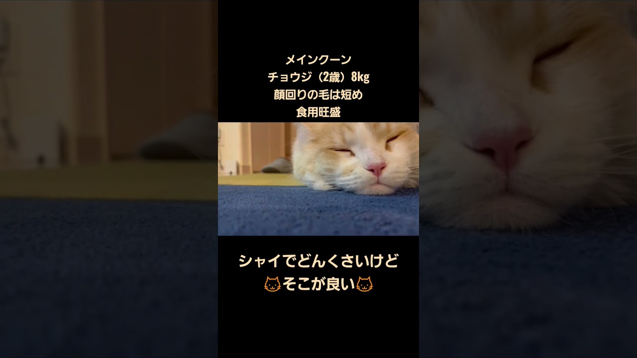 【メインクーン】寝顔がかわいい【チョウジ】