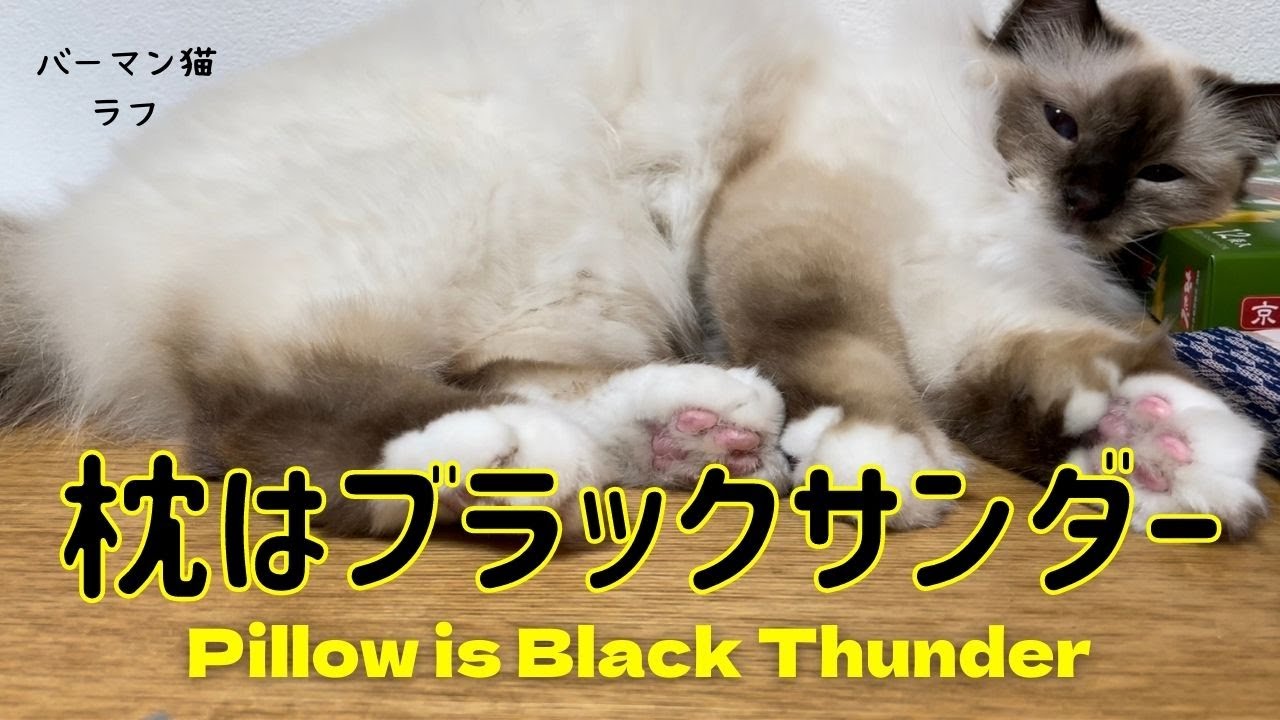 ごろ寝するバーマン猫ラフ【枕はブラックサンダー】Pillow is Black Thunder（バーマン猫）Birman/Cat