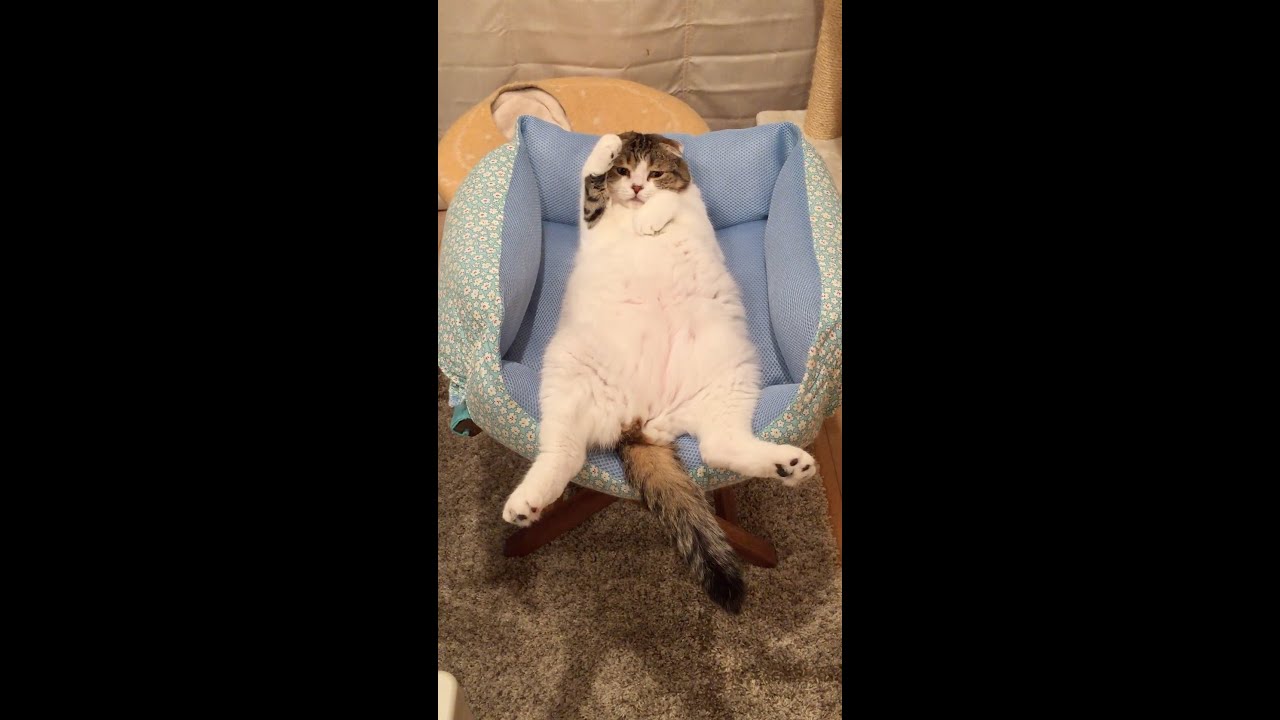 寝落ちする猫　#Shorts ＃スコティッシュフォールド ＃猫動画 #ショート動画