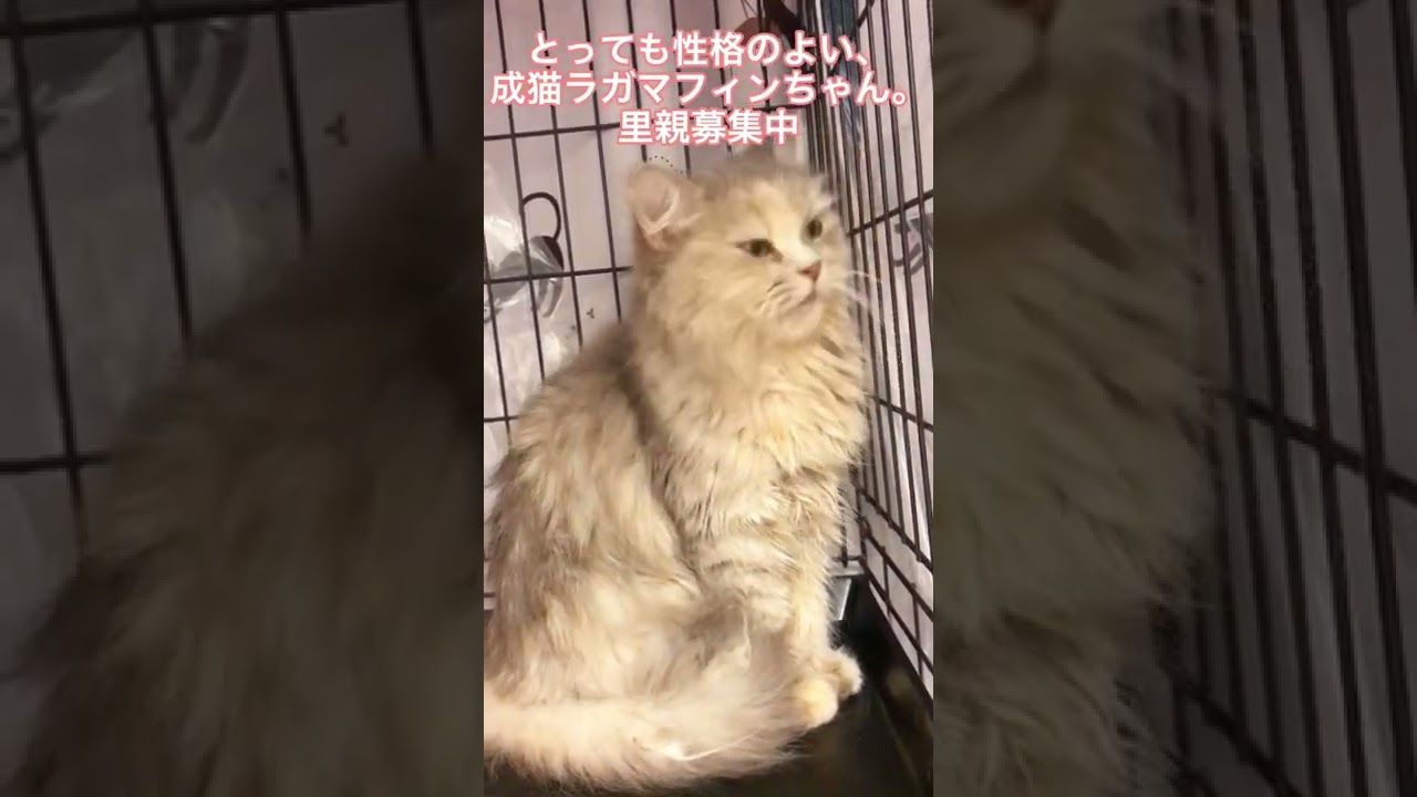 里親募集中😸成猫　ラガマフィンちゃん😸女の子　アゴネコ