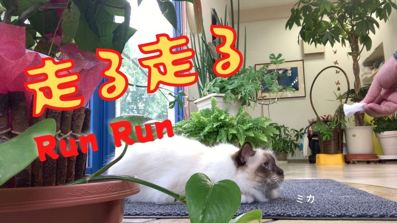 カサカサを追いかけて【走る走る】Run Run（バーマン猫）Birman/Cat
