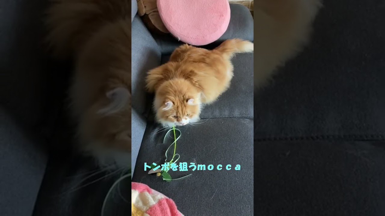 【ｱﾒﾘｶﾝｶｰﾙmocca】遊ぼう！とトンボのおもちゃを持ってくる猫 #shorts  #猫 #アメリカンカール #cat