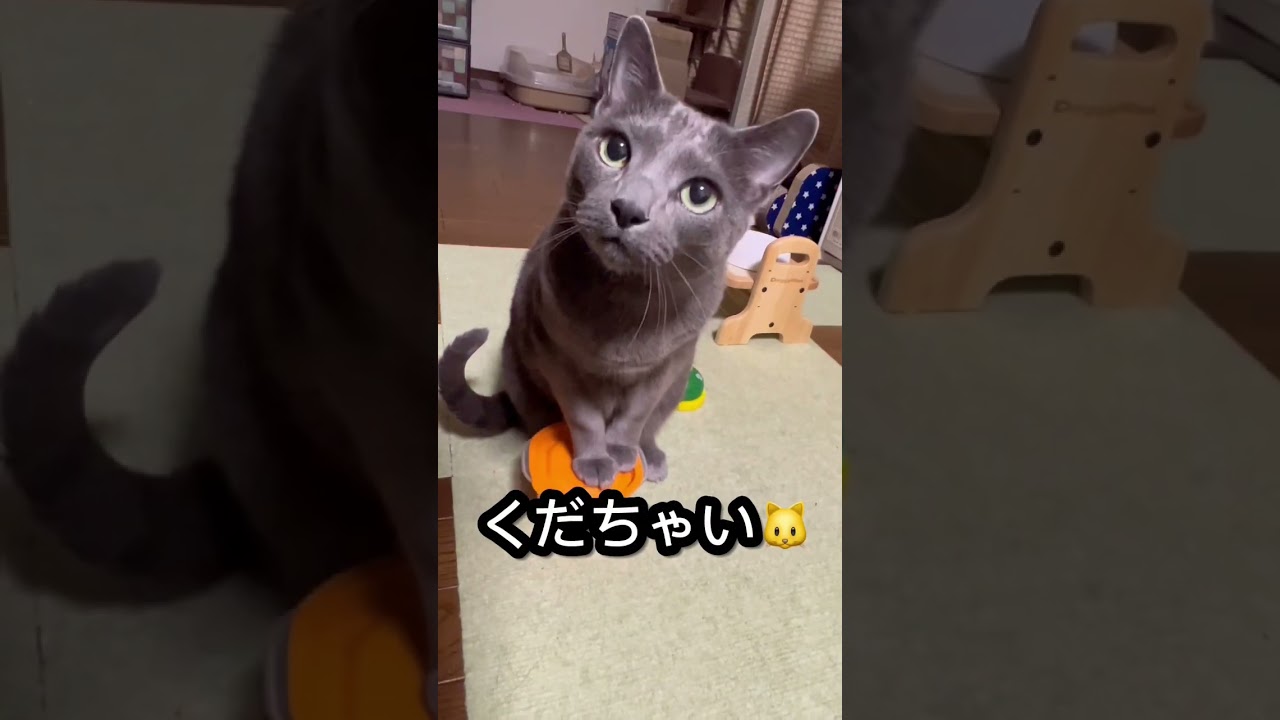 【ロシアンブルー】めろん、いつも通りの朝・・おっとっと😅【猫】#shorts