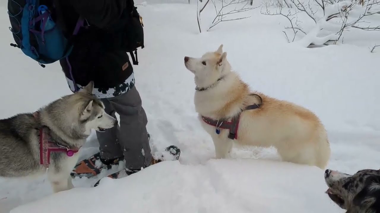 230119スノーシュー