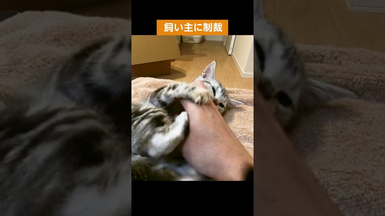 飼い主に制裁を加える子猫【アメリカンショートヘアー】#shorts #アメショー  #子猫