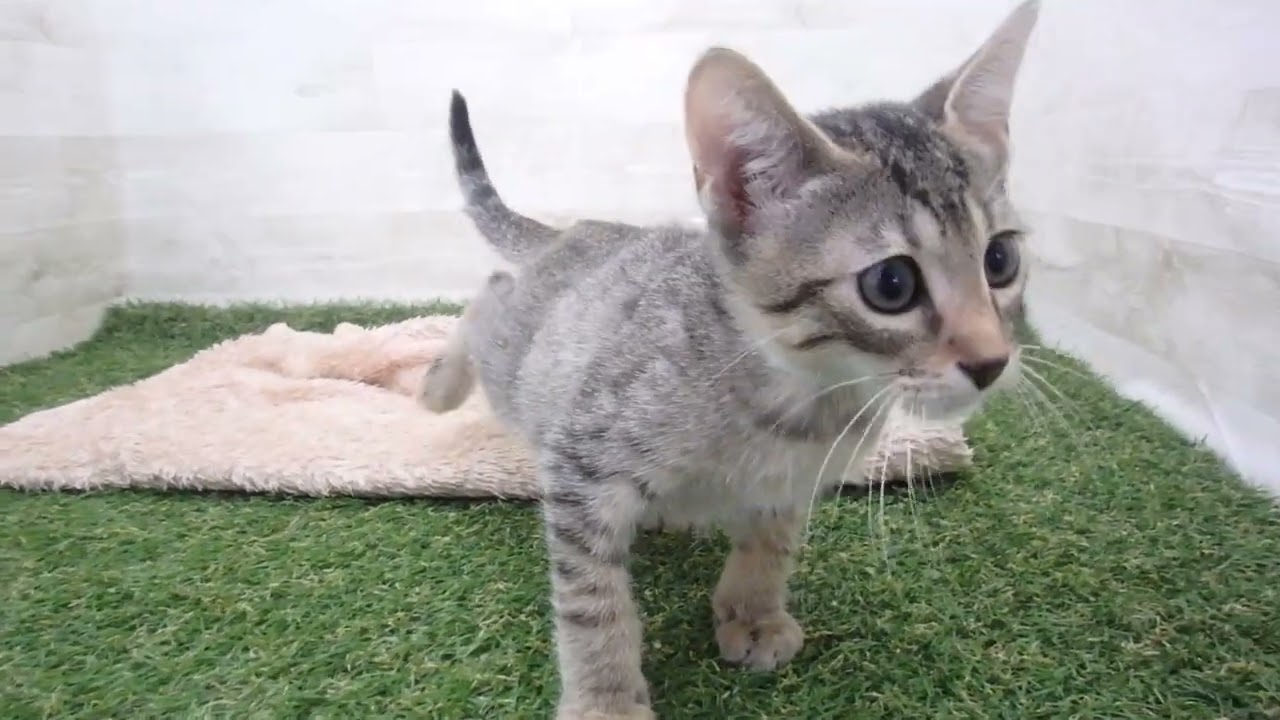 00593593 エジプシャンマウ