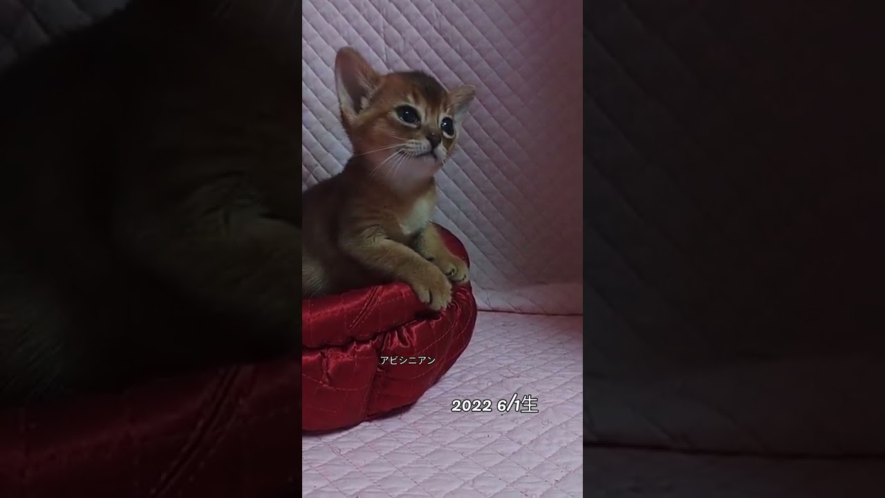 ソワソワ#アビシニアン