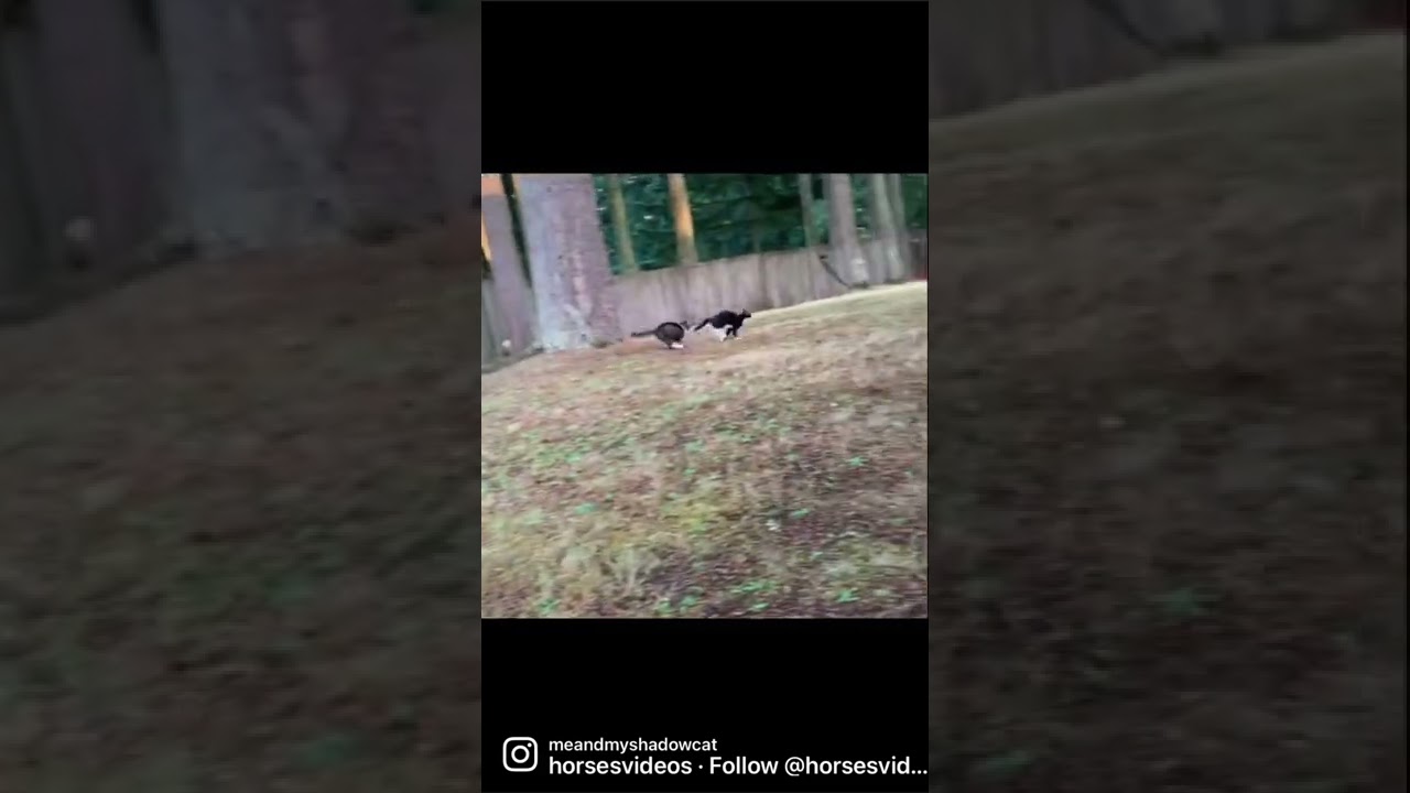 Manx cat chasing her frenemy.