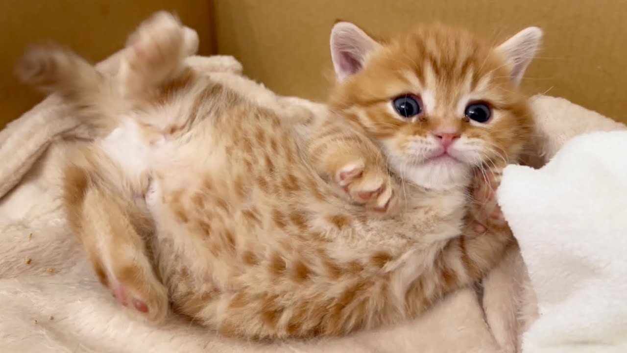 マンチカンの赤ちゃん子猫の寝起きが可愛すぎるー❣️