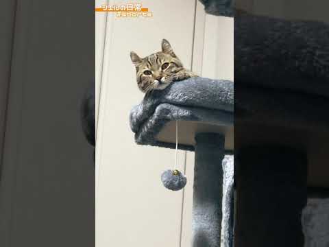 いつも見下されてます　/キンカロー　マンチカン×アメリカンカール　#Shorts