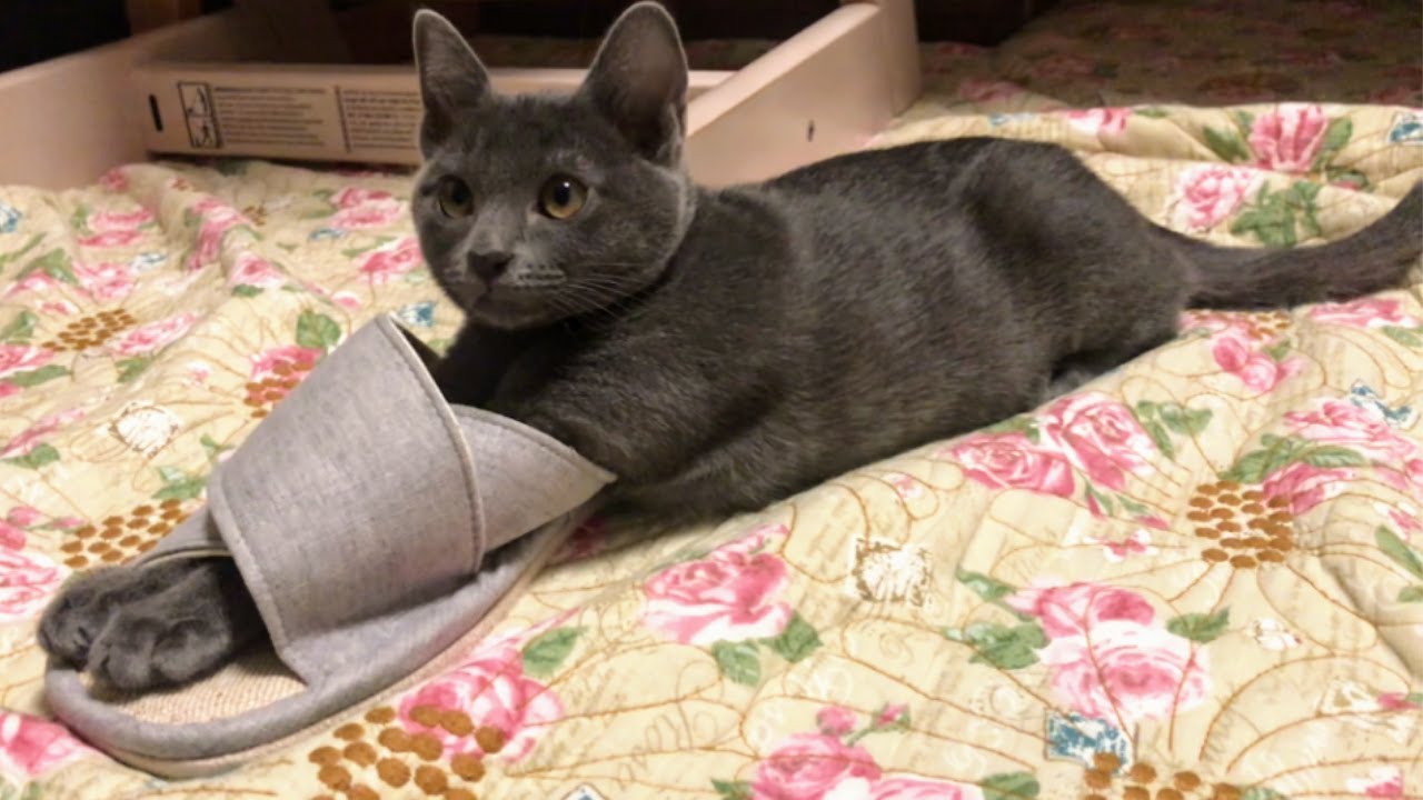 Puss in Slippers | Lucky Korat Cat