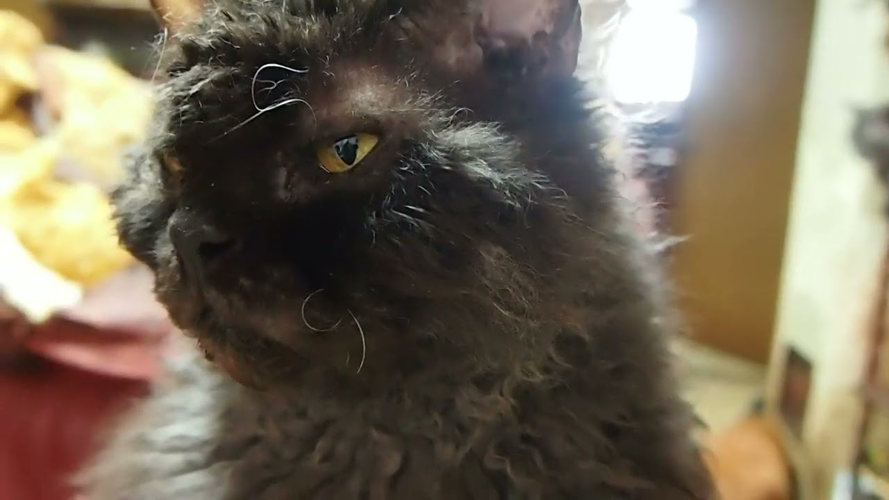 Selkirk Rex Shuan セルカークレックスのシュワン