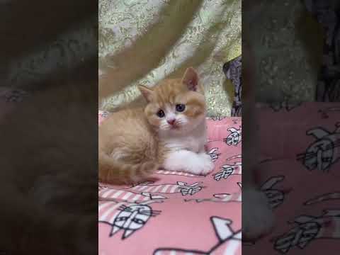 スコティッシュフォールド 綺麗な発色🌸丸顔🌼レッドタビー＆ホワイトの女の子