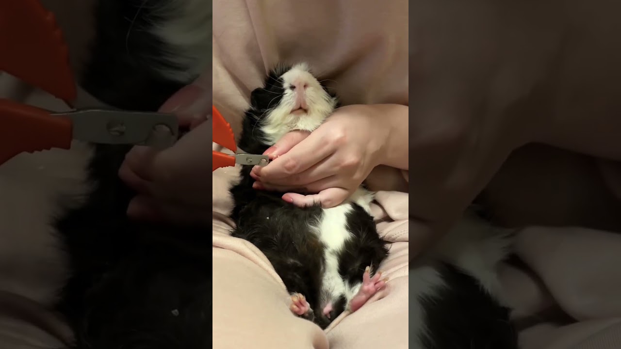Nail clipping is a piece of cake🐼 #アビシニアンモルモット #guineapig