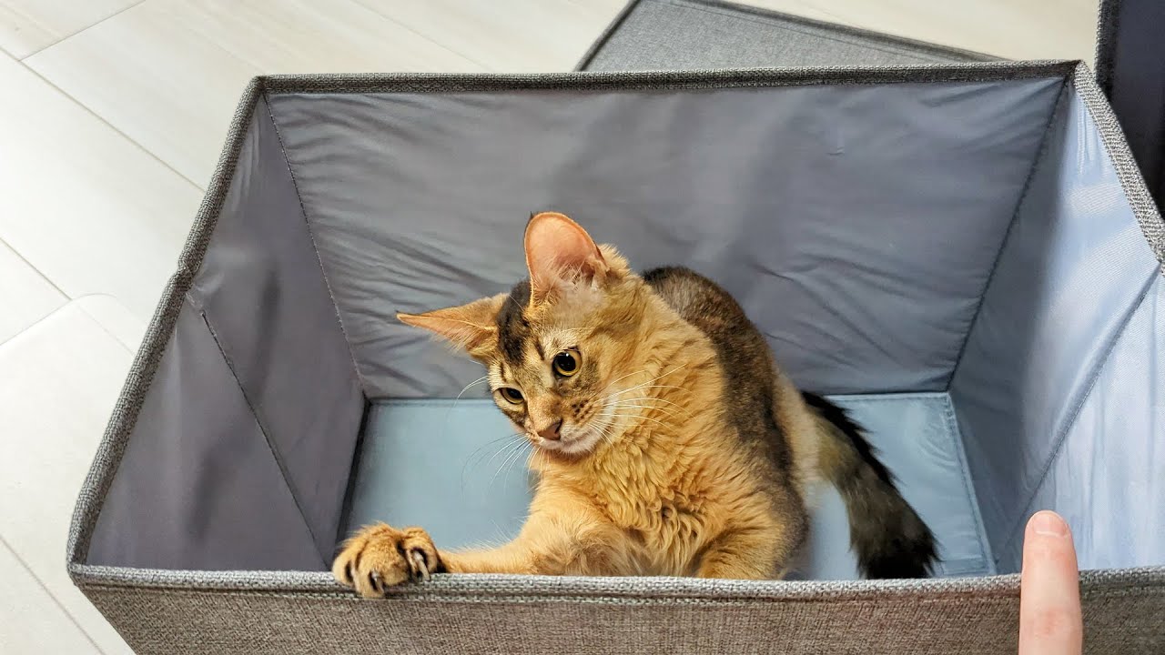 【101日目】やっぱり猫は箱が好き #ソマリ