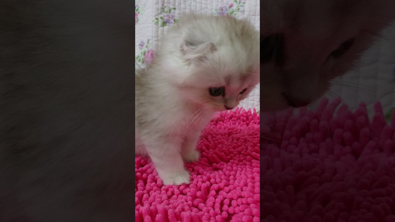 スコティッシュフォールド男の子シルバータビー