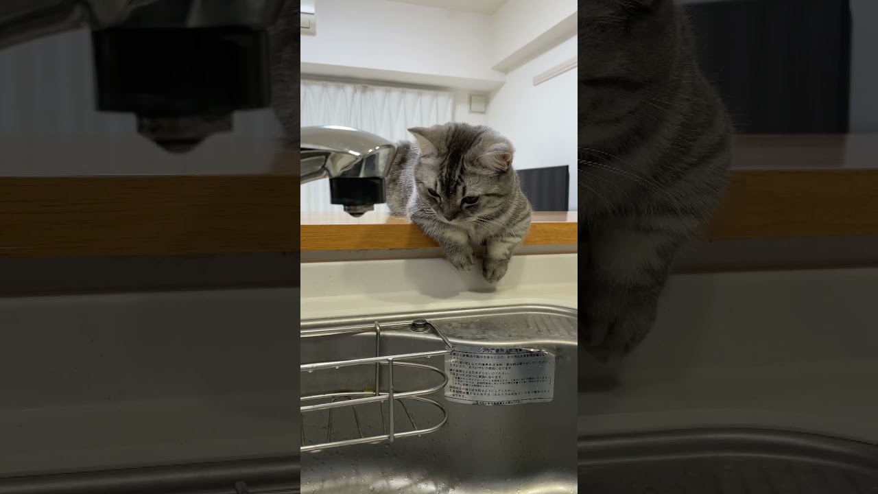 水流に驚く猫😸飛び上がります #shorts #猫 #マンチカン #cat #kitty #bts #dynamite